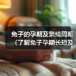 兔子孕期周期详解及繁殖管理指南