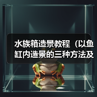 水族箱造景教程（以鱼缸内造景的三种方法及注意事项）