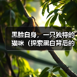 黑脸白身,一只独特的猫咪(探索黑白背后的美丽之谜)(图3) 黑脸白身,一只独特的猫咪(探索黑白背后的美丽之谜)(图3)