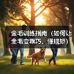 金毛不听话怎么办？纠正不乖行为方法