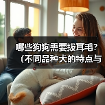 狗狗耳朵清洁指南：拔耳毛注意事项与正确方法