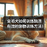 如何科学训练金毛犬跳远提升健康与快乐