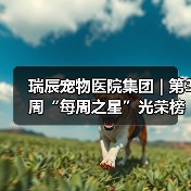 瑞辰之星员工表彰，荣誉与责任并存