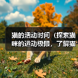 猫的活动时间（探索猫咪的运动极限，了解猫的充沛精力）（图2）