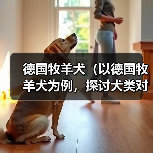 德国牧羊犬忠诚守护本能解析