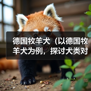 德国牧羊犬(以德国牧羊犬为例,探讨犬类对主人的保护本能)(图4) 德国牧羊犬(以德国牧羊犬为例,探讨犬类对主人的保护本能)(图4)