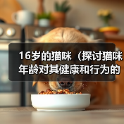 16岁的猫咪（探讨猫咪年龄对其健康和行为的影响）（图4）