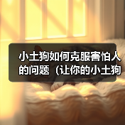 小土狗如何克服害怕人的问题（让你的小土狗摆脱恐惧，成为快乐的伙伴）
