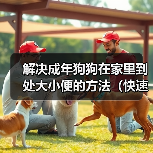 解决成年狗狗在家里到处大小便的方法（快速有效训练狗狗定点排便）（图4）