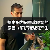 探索狗为何喜欢咬鸡的原因（解析狗对鸡产生强烈咬咬欲的根源）