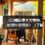 科学饲养捕鼠梗犬全指南：健康生活技巧分享