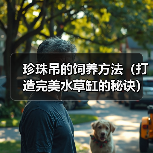 珍珠吊饲养方法及水草缸打造秘诀