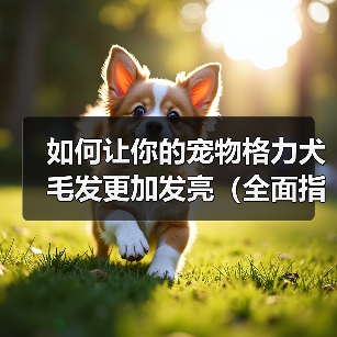 格力犬毛发光亮技巧：科学饮食与护理全解析