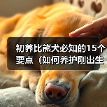 初养比熊犬必知的15个要点（如何养护刚出生的比熊犬，让它成为你的最佳伴侣？）