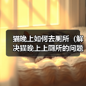 猫晚上如何去厕所（解决猫晚上上厕所的问题方法）