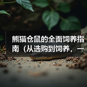 熊猫仓鼠的全面饲养指南（从选购到饲养，一步步教你养好你的宠物熊猫仓鼠）