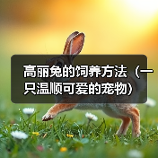 高丽兔的饲养方法(一只温顺可爱的宠物)(图3) 高丽兔的饲养方法(一只温顺可爱的宠物)(图3)