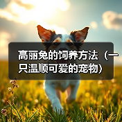 高丽兔的饲养方法(一只温顺可爱的宠物)(图4) 高丽兔的饲养方法(一只温顺可爱的宠物)(图4)