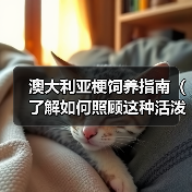 澳大利亚梗饲养指南(了解如何照顾这种活泼的狗狗)(图1) 澳大利亚梗饲养指南(了解如何照顾这种活泼的狗狗)(图1)