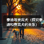 泰迪与贵宾犬（探究泰迪和贵宾犬的关系）（图1）