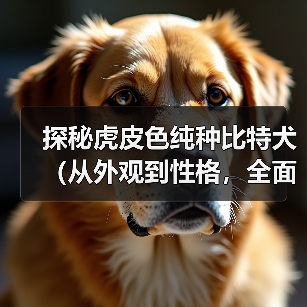 探秘虎皮色纯种比特犬（从外观到性格，全面揭秘虎皮色纯种比特犬的魅力）（图4）