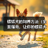 银狐犬的饲养方法(全面指南,让你的银狐犬健康成长)(图2) 银狐犬的饲养方法(全面指南,让你的银狐犬健康成长)(图2)
