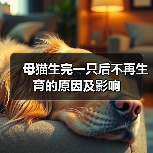 母猫生完一只后不再生育的原因及影响（图3）