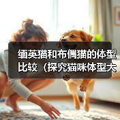 缅英猫和布偶猫的体型比较（探究猫咪体型大小对其品种特点的影响）（图3）