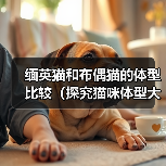缅英猫和布偶猫的体型比较（探究猫咪体型大小对其品种特点的影响）（图4）