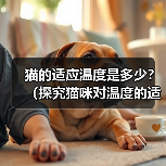 猫的适应温度是多少？（探究猫咪对温度的适应能力及关键因素）（图3）