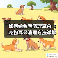 如何给金毛清理耳朵（宠物耳朵清理方法详解）（图4）