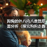 狗狗的外八内八走路原因分析（探究狗狗走路姿势的背后）（图4）