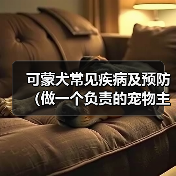 可蒙犬常见疾病及预防（做一个负责的宠物主人，让爱宠健康快乐）（图3）
