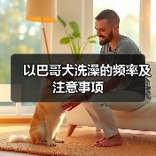 以巴哥犬洗澡的频率及注意事项(图1) 以巴哥犬洗澡的频率及注意事项(图1)