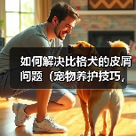 如何解决比格犬的皮屑问题（宠物养护技巧，养出健康快乐的比格犬）（图2）