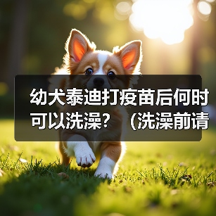 幼犬泰迪打疫苗后何时可以洗澡？（洗澡前请留意这些关键信息）（图2）