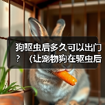 狗驱虫后多久可以出门？（让宠物狗在驱虫后安全出门的最佳时间点）（图3）