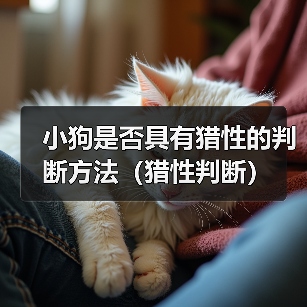 小狗是否具有猎性的判断方法（猎性判断）（图1）
