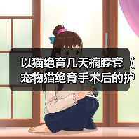 以猫绝育几天摘脖套（宠物猫绝育手术后的护理和恢复过程）（图2）
