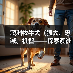 澳洲牧牛犬(强大、忠诚、机智——探索澳洲牧牛犬的护卫才能)(图1) 澳洲牧牛犬(强大、忠诚、机智——探索澳洲牧牛犬的护卫才能)(图1)