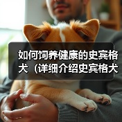 如何饲养健康的史宾格犬（详细介绍史宾格犬的饲养方法，让您的爱宠健康成长）（图1）