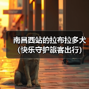 南昌西站的拉布拉多犬（快乐守护旅客出行）（图1）