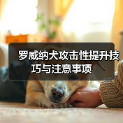 罗威纳犬攻击性提升技巧与注意事项（图4）