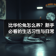 比华伦兔怎么养？新手必看的生活习性与日常护理技巧（图4）
