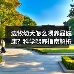 边牧幼犬怎么喂养最健康？科学喂养指南解析（图4）