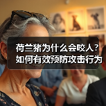 荷兰猪为什么会咬人？如何有效预防攻击行为？（图2）