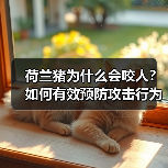 荷兰猪为什么会咬人？如何有效预防攻击行为？（图3）