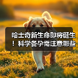 哈士奇新生命即将诞生!科学备孕需注意哪些关键点?(图2) 哈士奇新生命即将诞生!科学备孕需注意哪些关键点?(图2)
