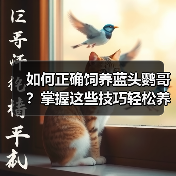 如何正确饲养蓝头鹦哥？掌握这些技巧轻松养出健康活泼的宠物鹦鹉（图3）