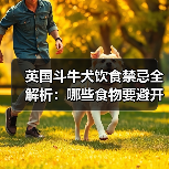 英国斗牛犬饮食禁忌全解析：哪些食物要避开？（图3）